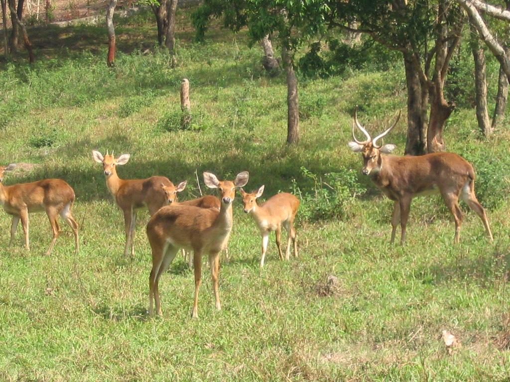 Sangai, Manipur endangered deer